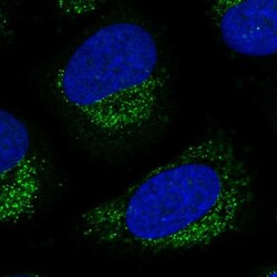 LNX2 Antibody, Novus Biologicals:Antibodies:Primary Antibodies
